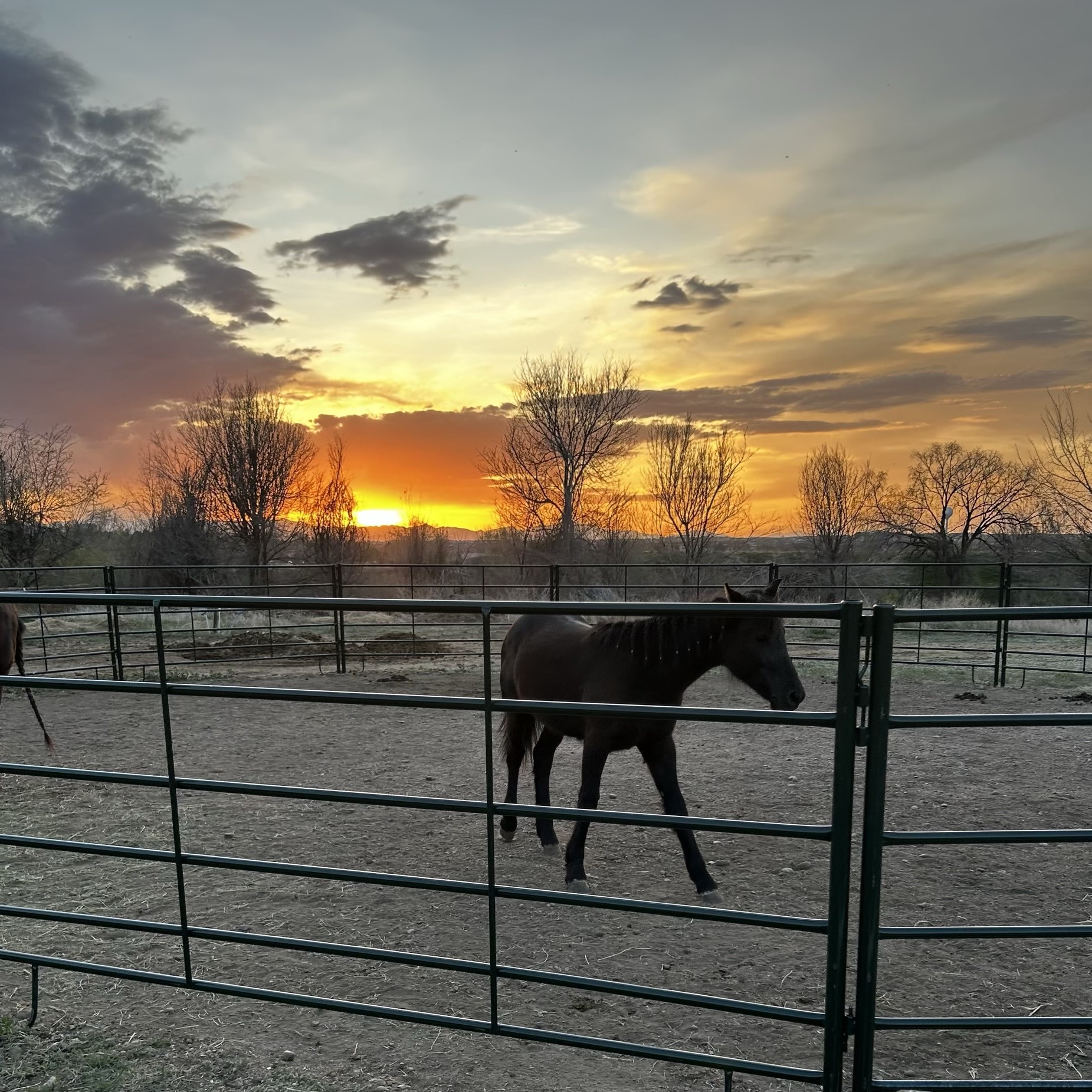 Horses